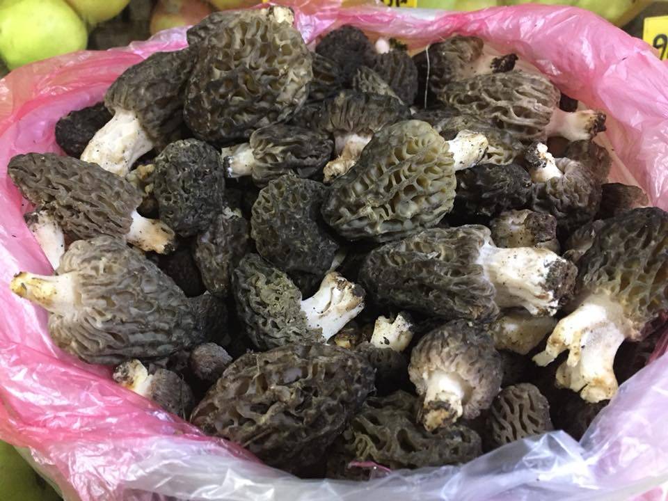 Konya’da kendiliğinden yetişiyor, toplayana kazandırıyor 5